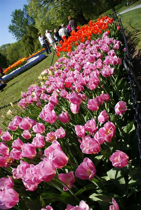 Spring in Albany | Albany tulip festival, Tulip festival, Things to do