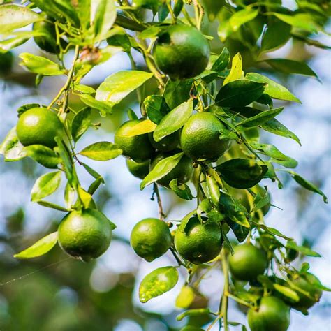 Key Lime Tree | Plants Express