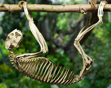 #Sloth Skeleton - Great articulated skeleton for Natural Science ...