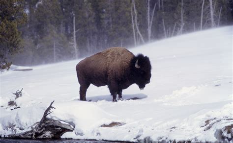 Bison Snow HD Wallpaper – Wallsev.com – Download Free HD Wallpapers