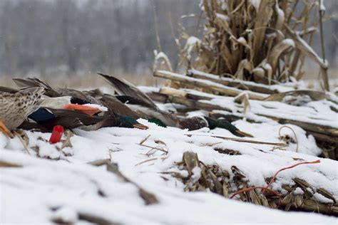 How to Hunt Late-Season Mallards in Fields vs. Water