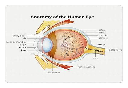 Anatomy Of A Dogs Eye - Anatomical Charts & Posters