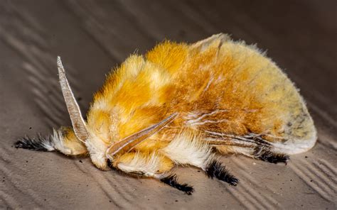 Adult moth of the Puss Caterpillar - Photography Forum