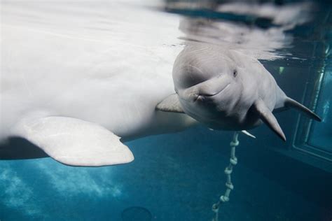 The #baby #beluga #whale at Shedd is growing quickly! | Beluga whale, Whale, Beluga