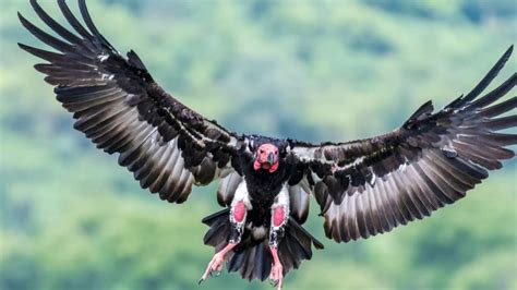 Critically Endangered Vulture Species Spotted Again