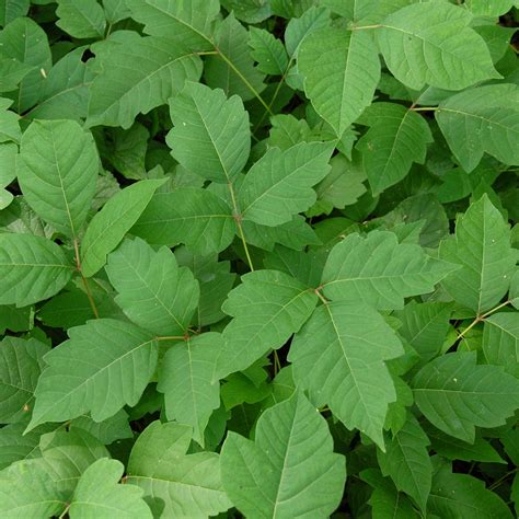 How to Treat Poison Ivy - Forefront Dermatology