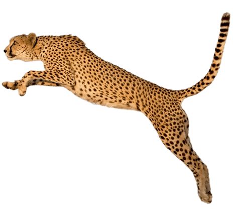 Cheetah Jump transparent PNG - StickPNG