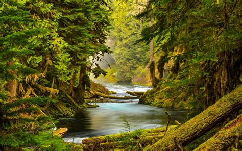 McKenzie River, Oregon, forest, trees, moss wallpaper | nature and landscape | Wallpaper Better