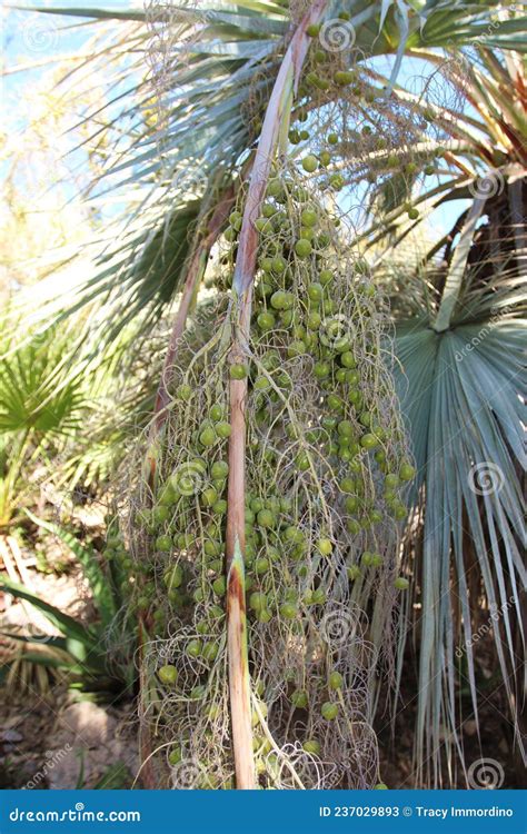 A California Fan Palm Tree Filled with Green Berries Growing in Arizona ...