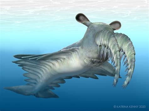 Freaky ‘frankenprawns’: ancient deep sea monsters called radiodonts had ...