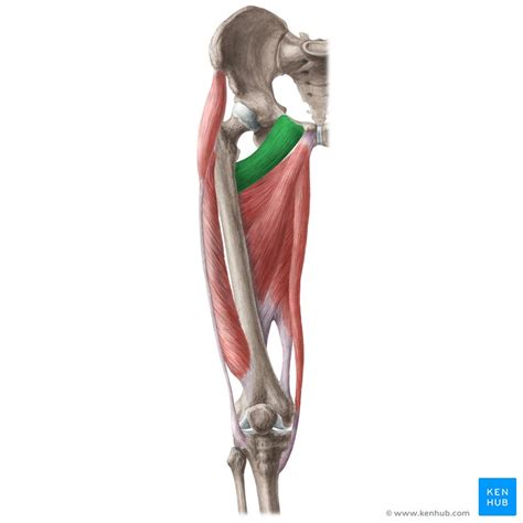 Pectineus: Origin, insertion, innervation, action | Kenhub