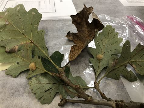 Oak Problem – small black spots on leaves – PlantDOC