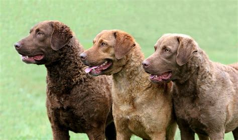 About Dog Chesapeake Bay Retriever: Training Your Chesapeake Bay ...