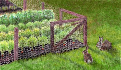 Best Rabbitproof Fence | Save Your Garden - 2020