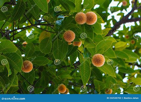 Kadam Flowers in a Kadam Tree in Rainy Season. Kadam Flowers are Bangladeshi Rainy Season ...