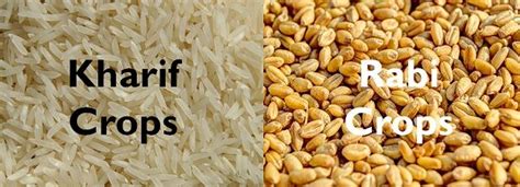 Difference Between Kharif and Rabi Crops (with Comparison Chart) - Key Differences