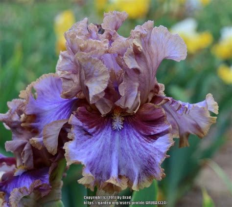 Tall Bearded Iris (Iris 'Panjandrum') in the Irises Database - Garden.org