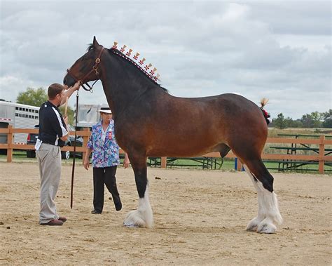 Show Belgain Draft Horse | Horses, Belgian draft horse, Draft horses