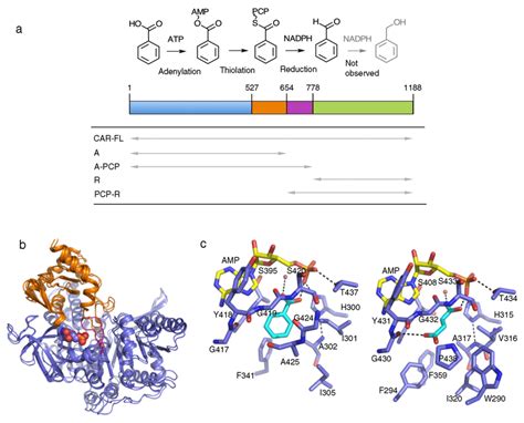 Carboxylic acid reductase is a modular enzyme. (a) Schematic overview... | Download Scientific ...