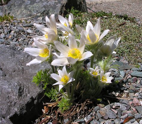 MUN Botanical Garden: Plant of the Week May 19 - Pulsatilla vulgaris