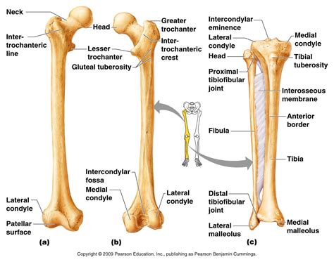 Human Leg Bone Structure - Human Anatomy Details