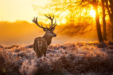 Beautiful Deer, tomnatic, cerb, un, siguratic, HD wallpaper | Peakpx