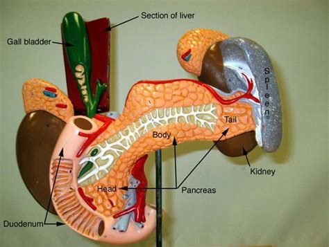 Human anatomy and physiology, Anatomy and physiology, Digestive system ...