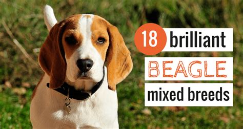 18 Awesome Beagle Mixes: Hearty, Healthy Mixed Breed Hounds!