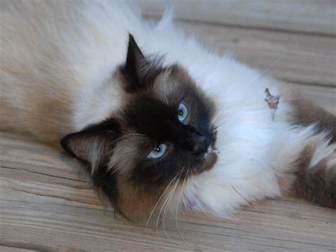 Birman Cat Wallpapers | Fun Animals Wiki, Videos, Pictures, Stories