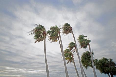 Palm Trees during Hurricane Leaning Stock Image - Image of water, tree ...