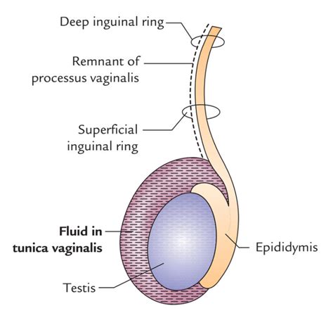 Testis and Epididymis Anatomy – Earth's Lab