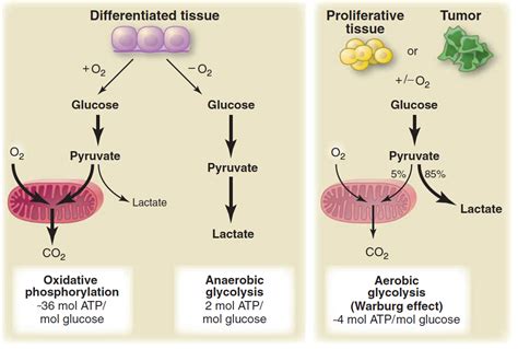 The Warburg Effect – Cancer 14 | The Fasting Method