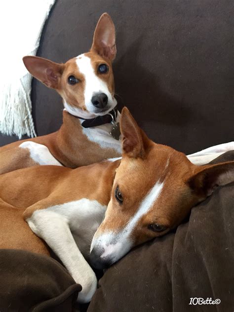 Basenji Rescue California