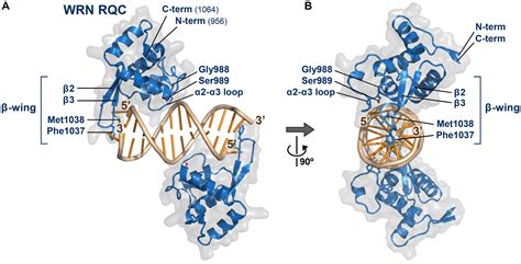 Dna Helicase : Dna helicases play an essential role in dna replication ...