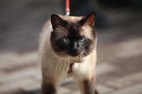 Chocolate Point Siamese Vs Seal Point Siamese : 7 Cool Facts