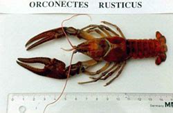 Invasive Species: Rusty Crayfish - Overview