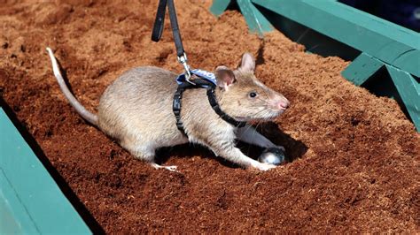 'Hero Rats' Arrive At Tacoma Zoo. Their Relatives Are Still Saving Lives. - OPB