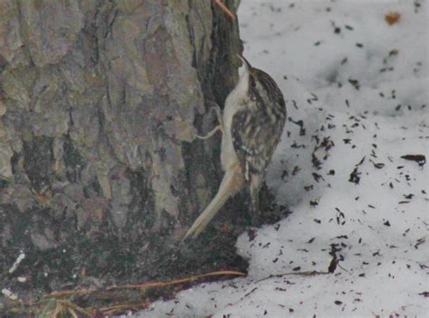 Brown Creeper - FeederWatch