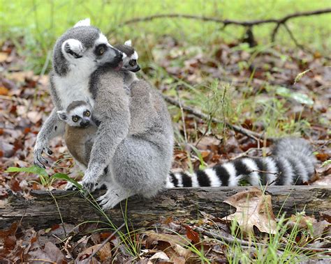 For lemurs, sex role reversal may get its sta | EurekAlert!