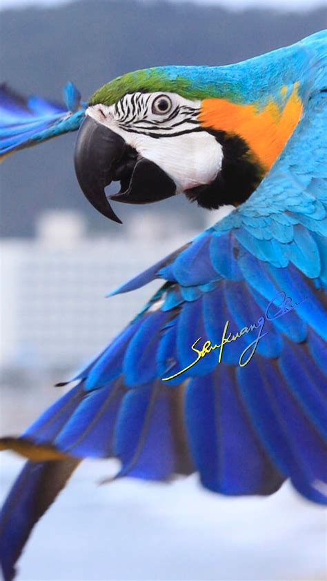 朱迪迪 Parrot Pet, Macaw Parrot, Parrot Bird, Tropical Birds, Exotic Birds, Colorful Birds, Pretty ...