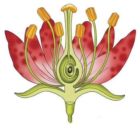 Lesson 2 - unlabeled flower cross section | Diagram of a flower, Parts of a flower, Flower drawing