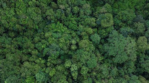 The Four Main Layers Of A Rainforest - WorldAtlas