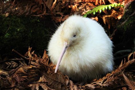 Manukura: Extremely Rare White Kiwi Living In New Zealand Dies After Surgery - Dimplify