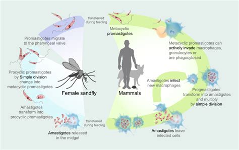 Leishmania donovani - Rethink Biology Notes