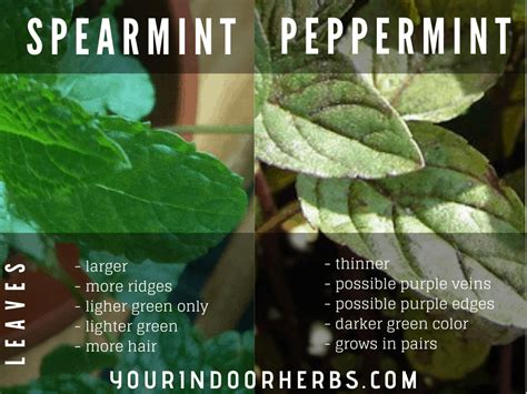 Spearmint vs peppermint plant identification - medmens