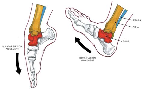 non weight bearing positions foot suspended above ground