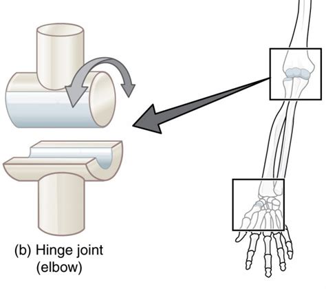 Elbow Joint – Anatomy of the Upper Extremity | Lecturio