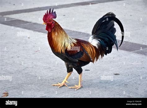 Rooster tail hi-res stock photography and images - Alamy