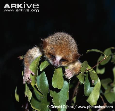 12 best Primates Old World: Madame Berthe's Mouse Lemur (Microcebus berthae) images on Pinterest ...