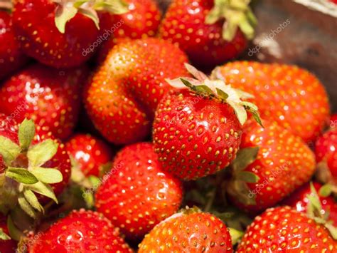 Berry Farm Stock Photo by ©urban_light 11067742